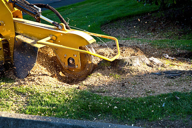 Best Tree Removal Service  in USA